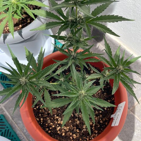 banana Purple Punch - automatic growlog photo: Plants looks healthy. Slight problem with worms in the leaves. But only 1 leave infected so I removed it.