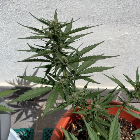 banana Purple Punch - automatic growlog photo: Plants looks healthy. Slight problem with worms in the leaves. But only 1 leave infected so I removed it.