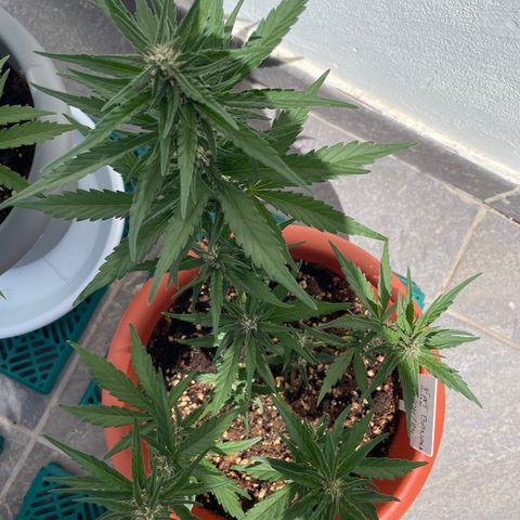 banana Purple Punch - automatic growlog photo: Plants looks healthy. Slight problem with worms in the leaves. But only 1 leave infected so I removed it.
