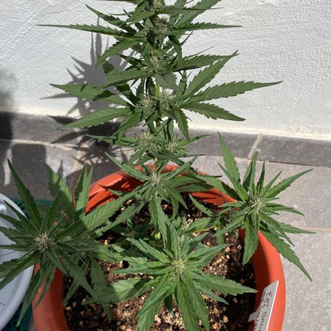 banana Purple Punch - automatic growlog timeline photo