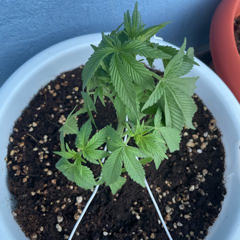 Do-si-dos (experimental) growlog photo: Start of LST
