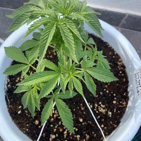 Do-si-dos (experimental) growlog photo: Plant looks healthy. Seems to have no stunt from lst yesterday. Removed 1 big fan leave that was covering the right brencj down under 