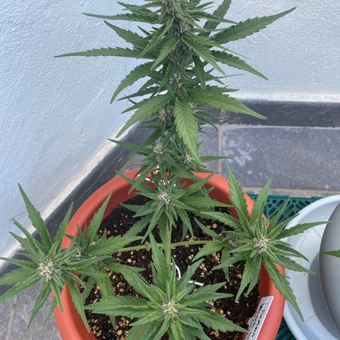 banana Purple Punch - automatic growlog photo: Plant looks healthy 