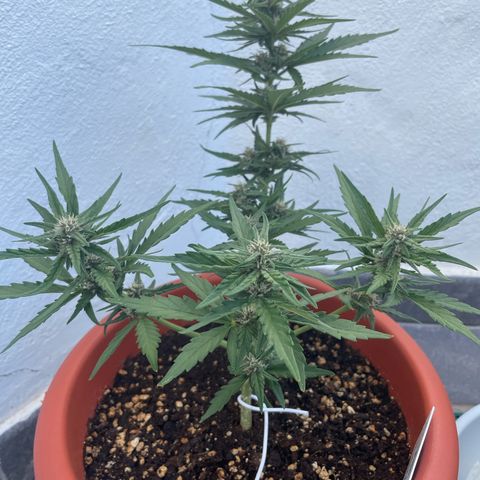 banana Purple Punch - automatic growlog photo: Plant looks healthy 