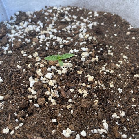 Amnesia skittles automatic  growlog photo: Seedling looks happy, slow growth compared to other seedlings.