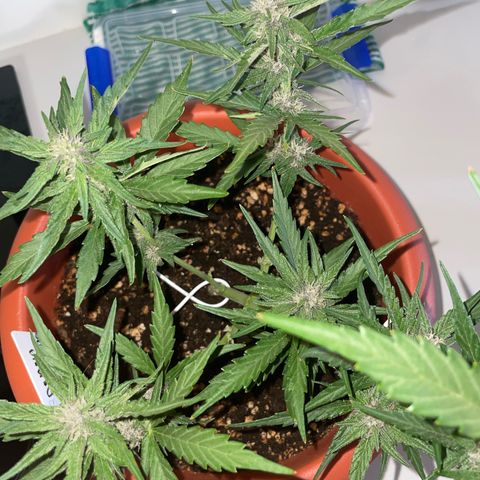 banana Purple Punch - automatic growlog timeline photo