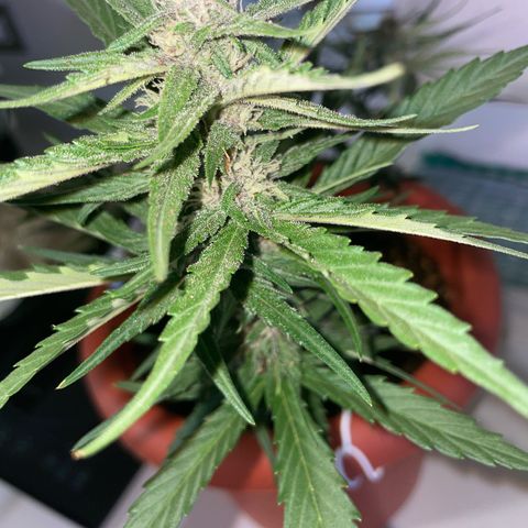 banana Purple Punch - automatic growlog timeline photo