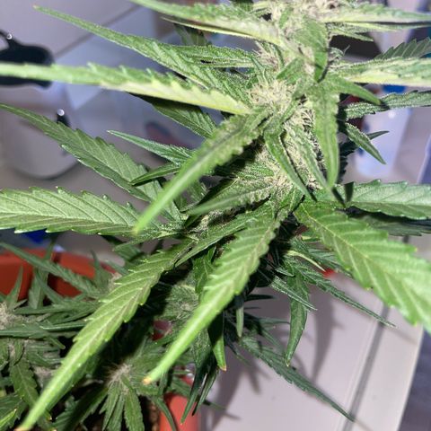 banana Purple Punch - automatic growlog timeline photo