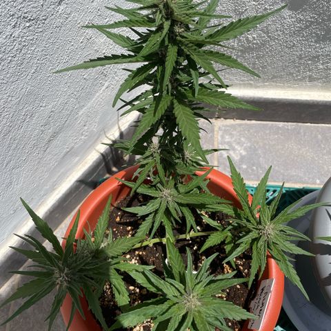 banana Purple Punch - automatic growlog timeline photo