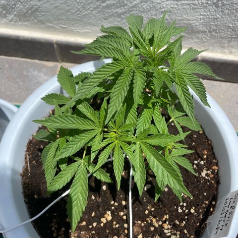 Do-si-dos (experimental) growlog timeline photo