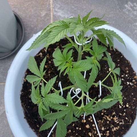 Do-si-dos (experimental) growlog photo: Lst adjusment