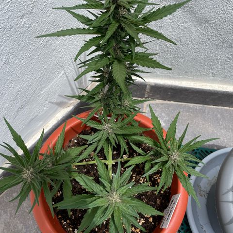 banana Purple Punch - automatic growlog timeline photo