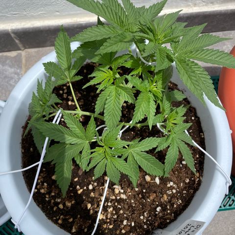 Do-si-dos (experimental) growlog timeline photo