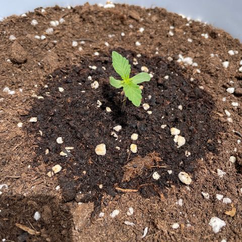 Daiquiri Automatic (11L white pot) growlog timeline photo