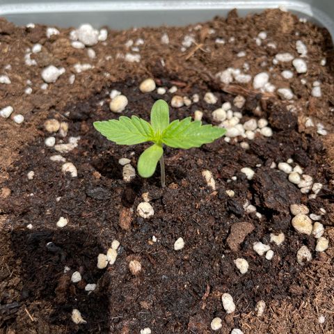 Mohan ram automatic  (7L) growlog timeline photo