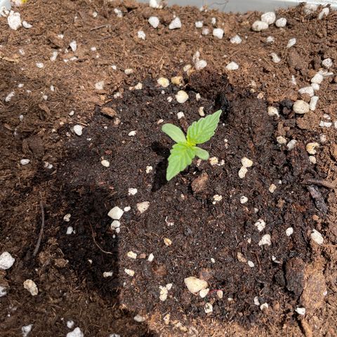 Mohan ram automatic (11L) growlog timeline photo