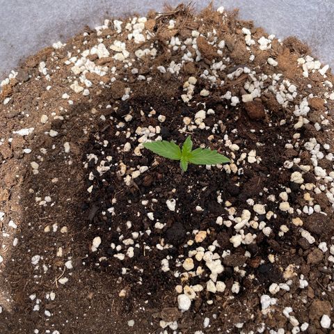 Amnesia skittles automatic  growlog timeline photo