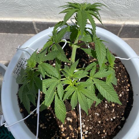 Do-si-dos (experimental) growlog photo: After lst and defoliation 