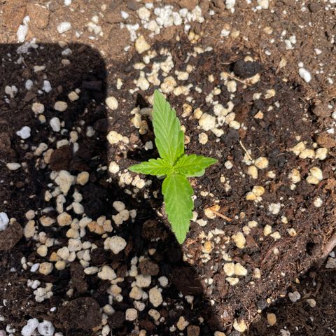 Amnesia skittles automatic  growlog timeline photo