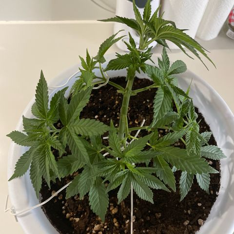 Do-si-dos (experimental) growlog photo: Lst adjustment