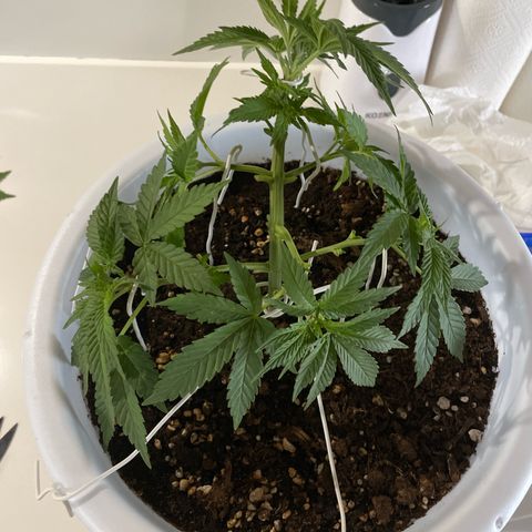 Do-si-dos (experimental) growlog timeline photo