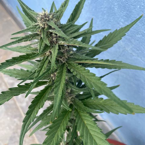 banana Purple Punch - automatic growlog timeline photo