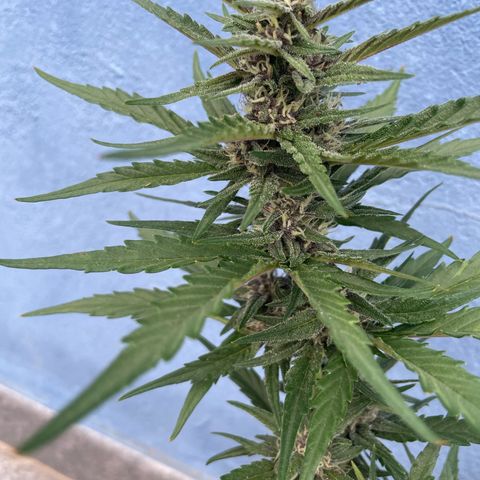 banana Purple Punch - automatic growlog timeline photo