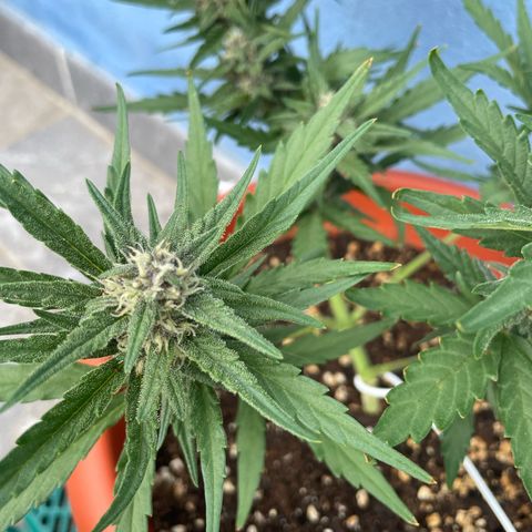 banana Purple Punch - automatic growlog timeline photo