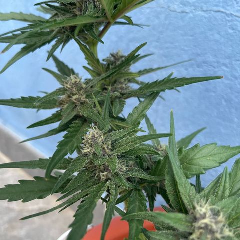 banana Purple Punch - automatic growlog timeline photo