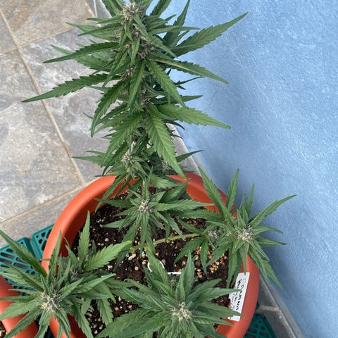 banana Purple Punch - automatic growlog timeline photo