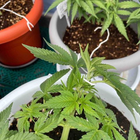 Do-si-dos (experimental) growlog timeline photo