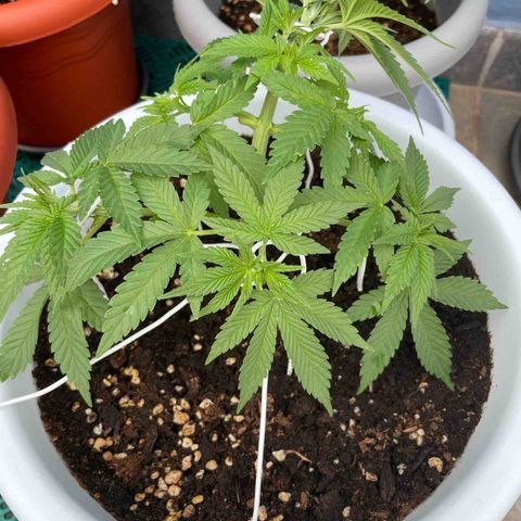 Do-si-dos (experimental) growlog timeline photo