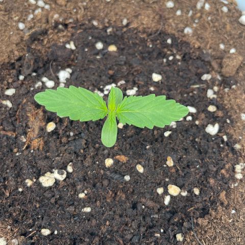 Daiquiri Automatic (11L white pot) growlog timeline photo