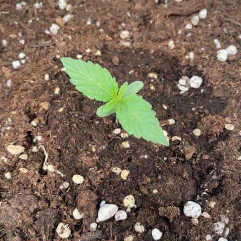 Mohan ram automatic (11L) growlog timeline photo