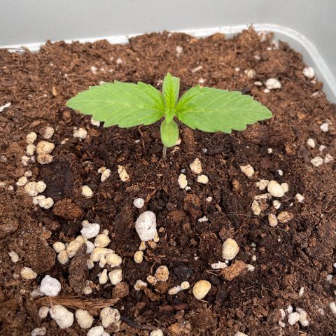 Mohan ram automatic  (7L) growlog timeline photo