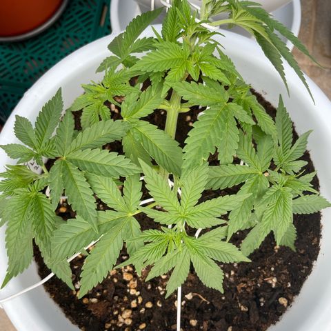 Do-si-dos (experimental) growlog timeline photo