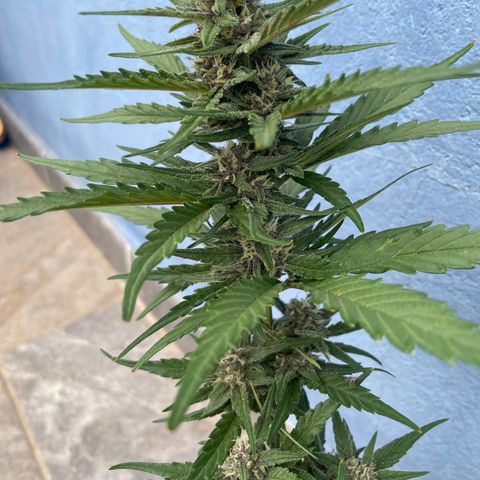banana Purple Punch - automatic growlog timeline photo