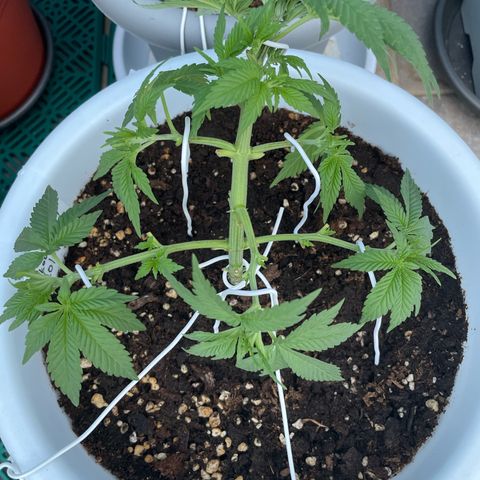 Do-si-dos (experimental) growlog timeline photo