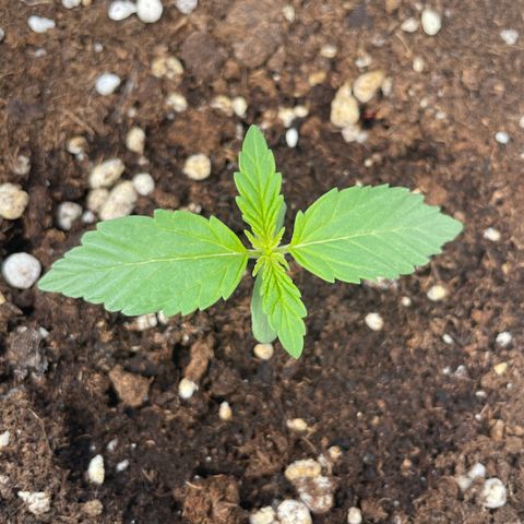 Mohan ram automatic (11L) growlog timeline photo