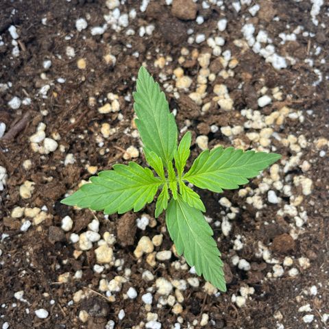 Amnesia skittles automatic  growlog timeline photo