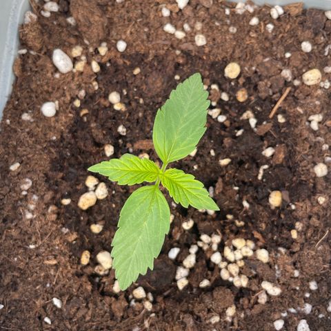 Mohan ram automatic  (7L) growlog timeline photo