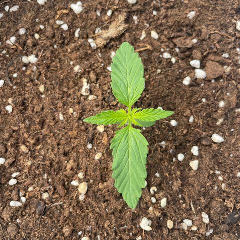 Daiquiri Automatic (11L white pot) growlog timeline photo