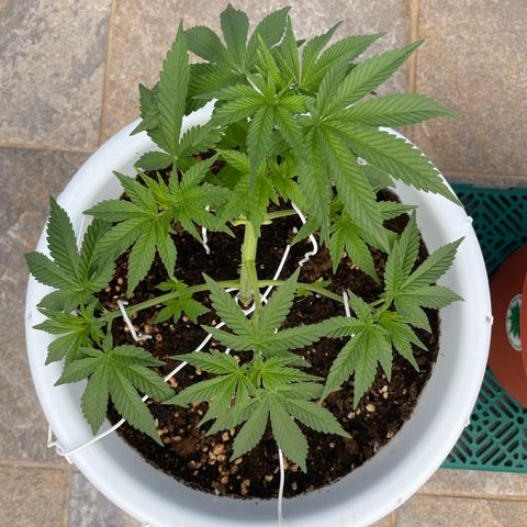 Do-si-dos (experimental) growlog timeline photo