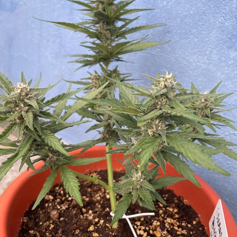 banana Purple Punch - automatic growlog timeline photo