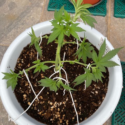 Do-si-dos (experimental) growlog photo: Lst adjustment and defoliation to support new growth to grow faster. This way more additional branches can reach the canopy.
This plant is an experiment.