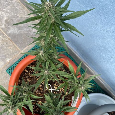 banana Purple Punch - automatic growlog timeline photo