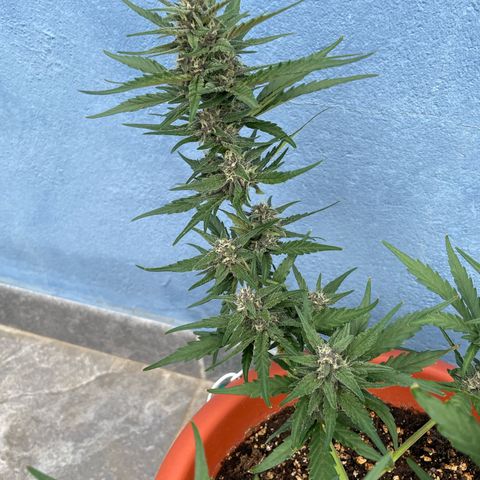 banana Purple Punch - automatic growlog timeline photo