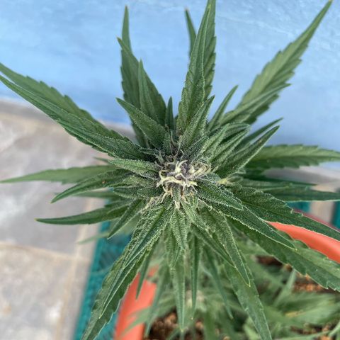 banana Purple Punch - automatic growlog timeline photo