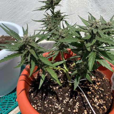 banana Purple Punch - automatic growlog timeline photo