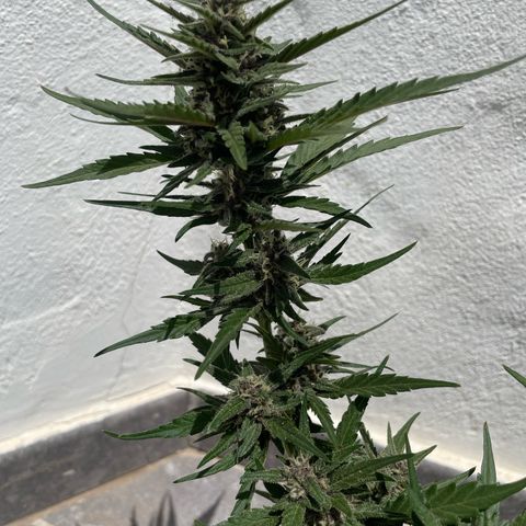 banana Purple Punch - automatic growlog timeline photo